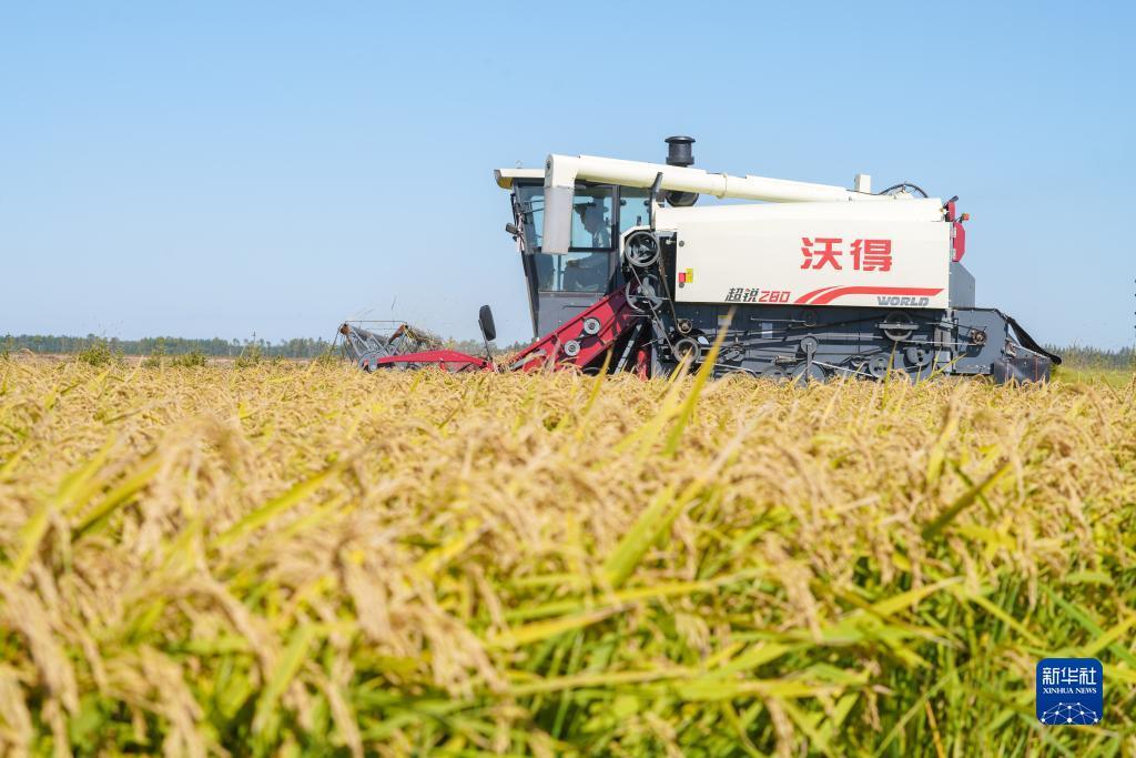 噢门新甫京在线